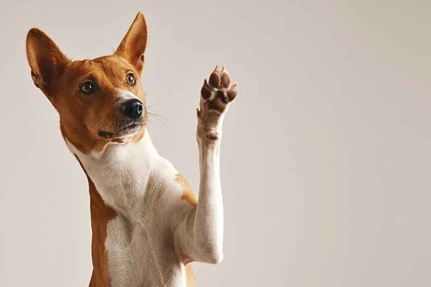Janaúba oferece castração gratuita para cães e gatos em janeiro