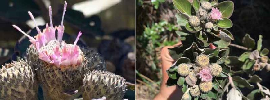 Pesquisadores encontram novo gênero de planta no Norte de Minas