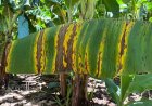 Foco de Sigatoka Negra é identificado em propriedade de Jaíba